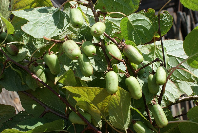 Превью изображения