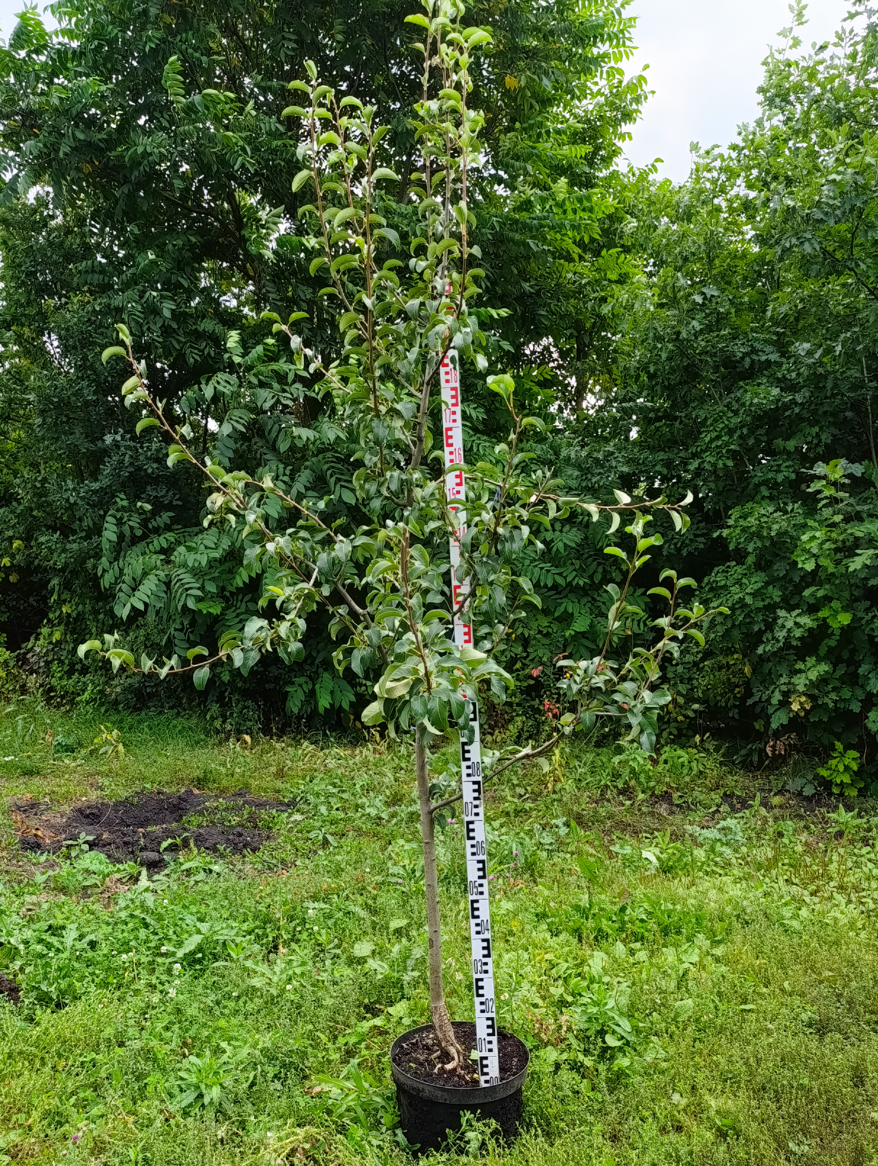 Превью изображения