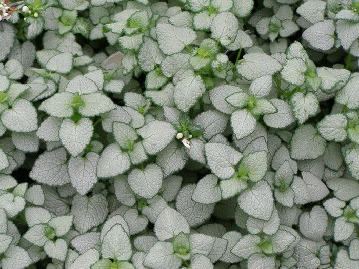 Превью изображения