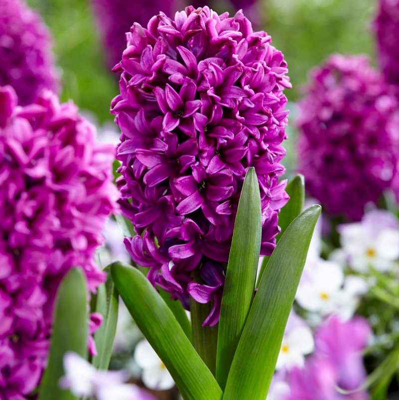 Превью изображения