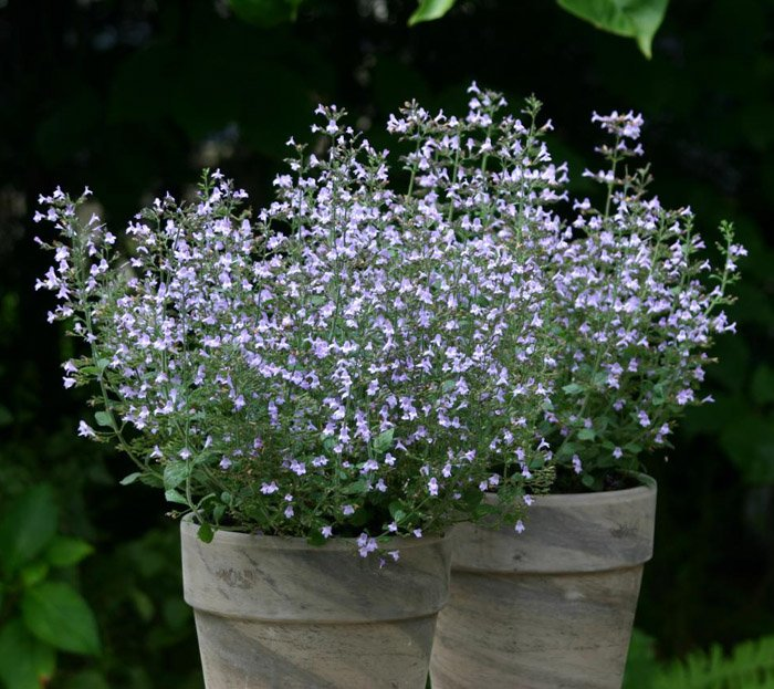 Превью изображения