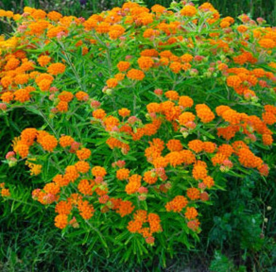 Превью изображения