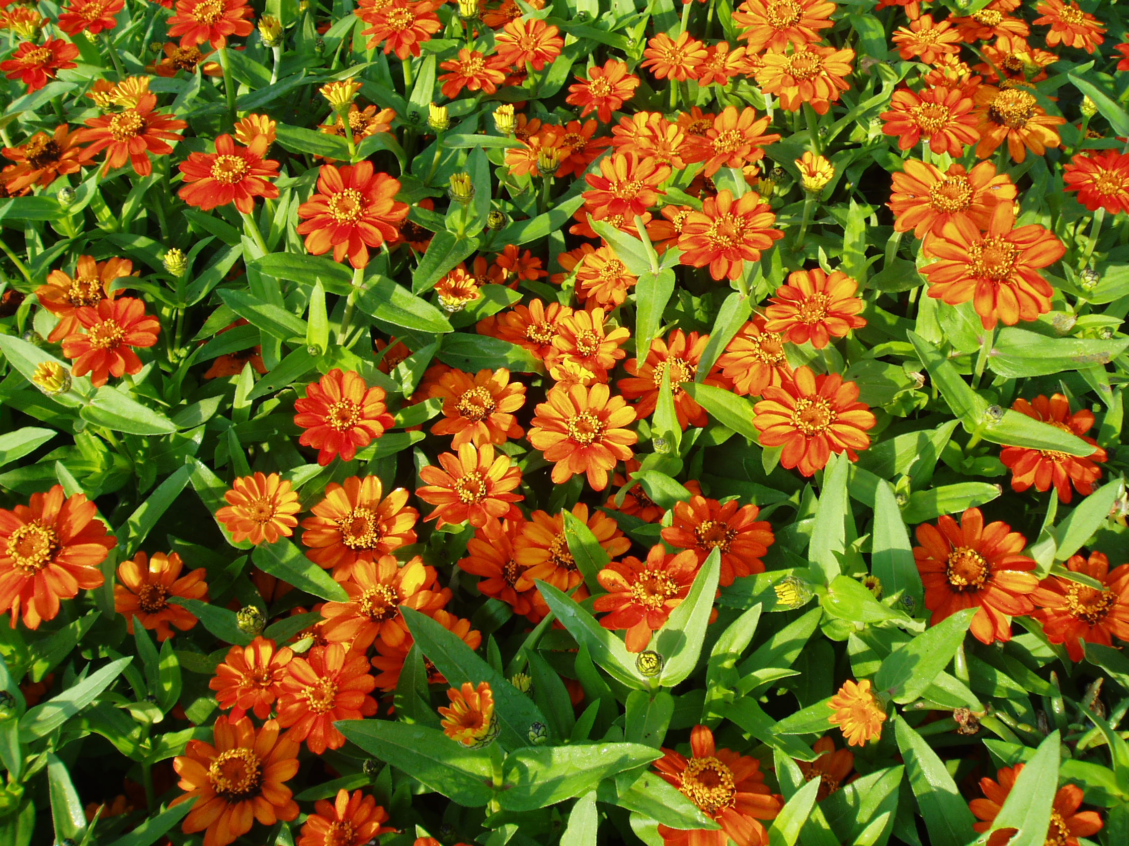 Превью изображения