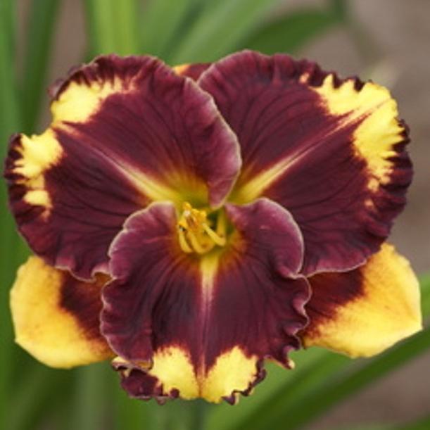 Превью изображения