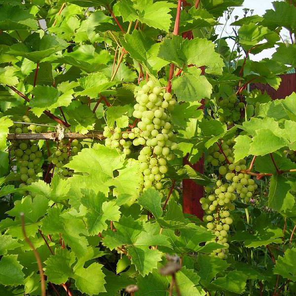 Превью изображения