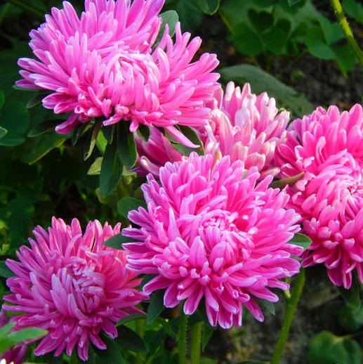 Превью изображения