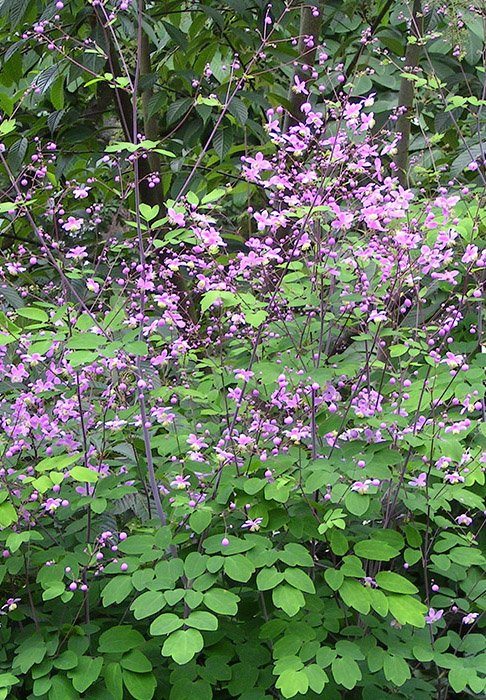 Превью изображения