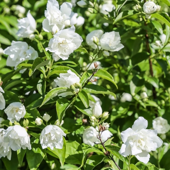 Превью изображения