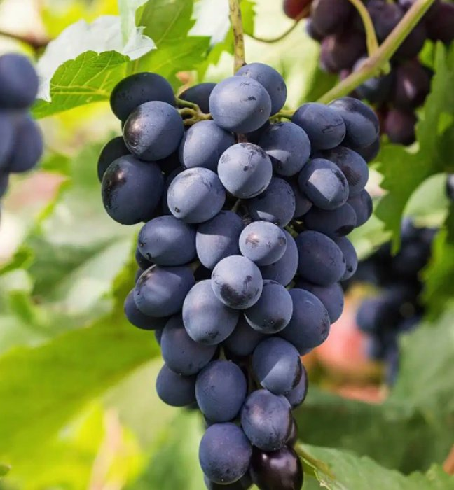 Превью изображения