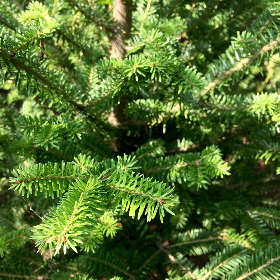 Превью изображения