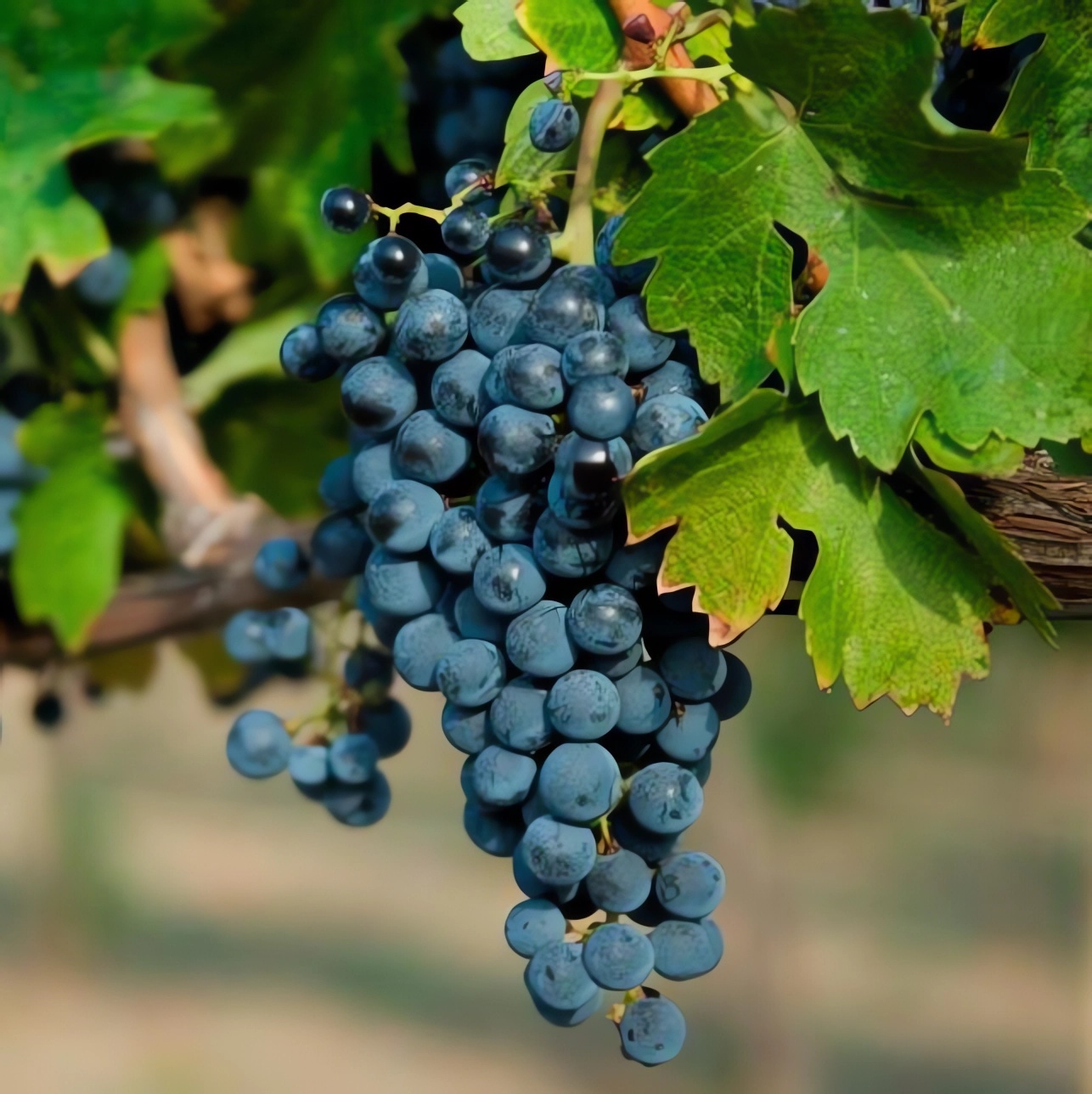 Превью изображения