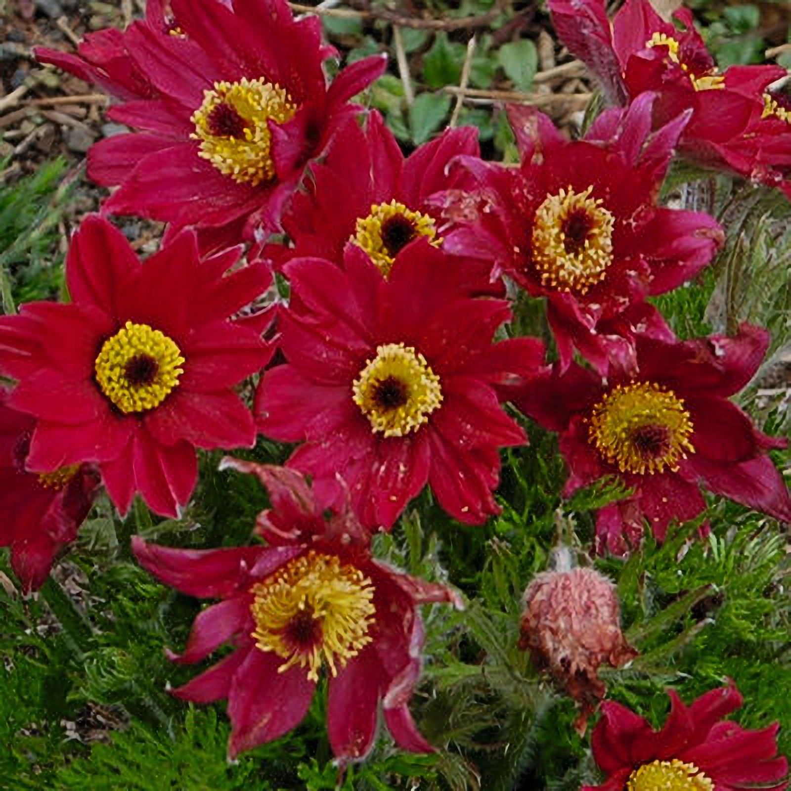 Превью изображения