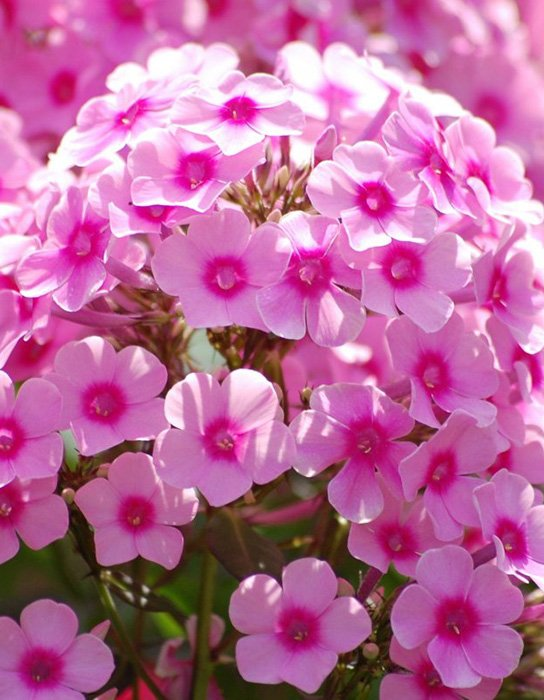 Превью изображения