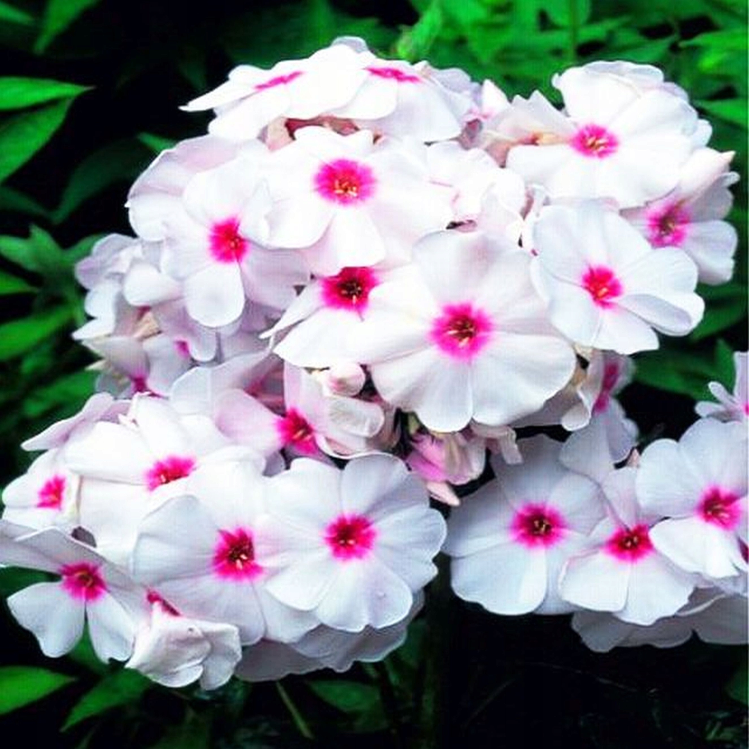 Превью изображения