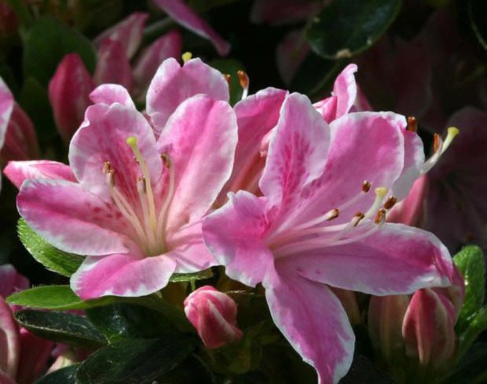 Превью изображения