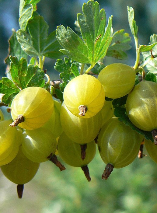 Превью изображения