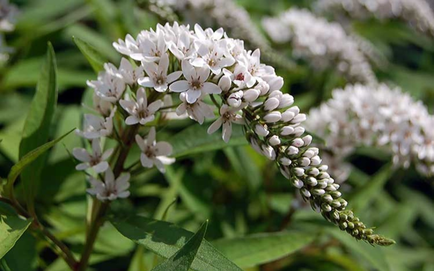 Превью изображения