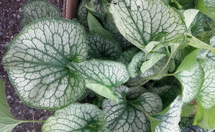 Превью изображения