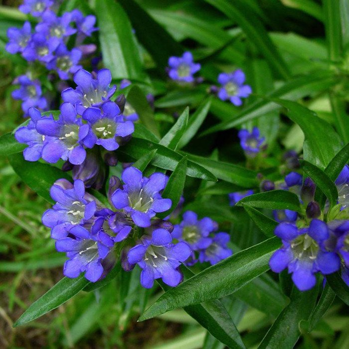 Превью изображения