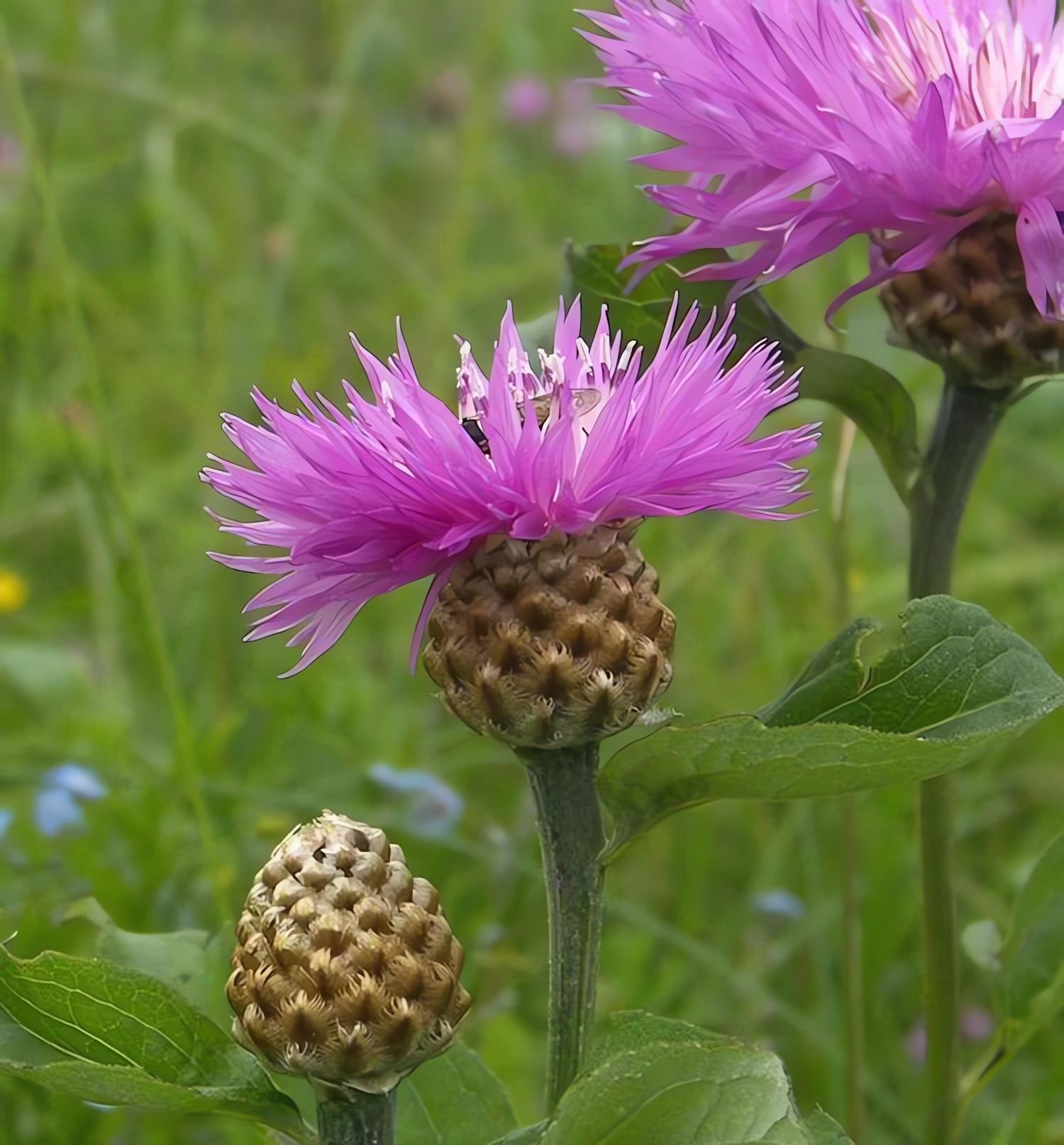 Превью изображения
