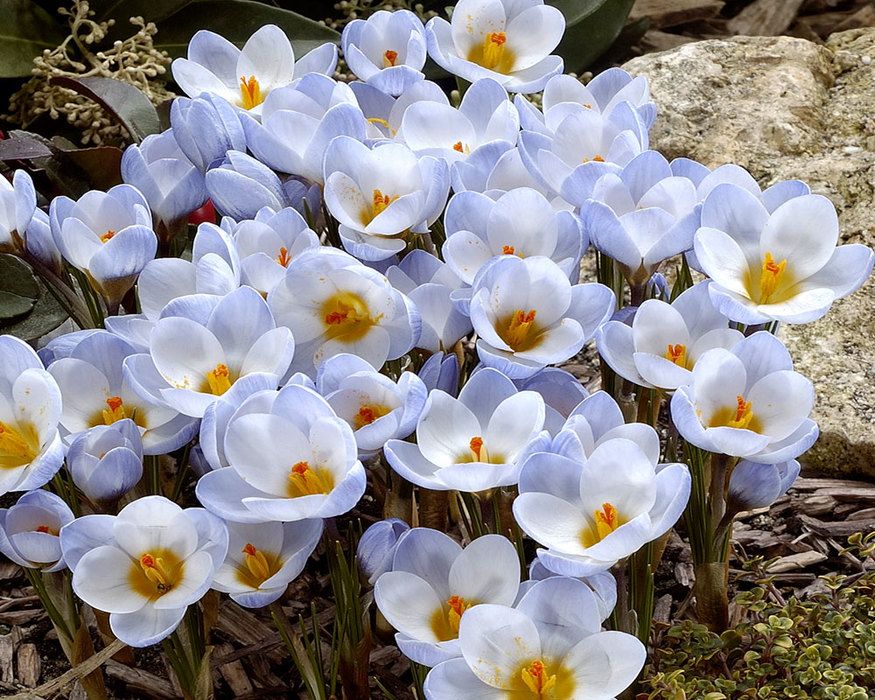 Превью изображения