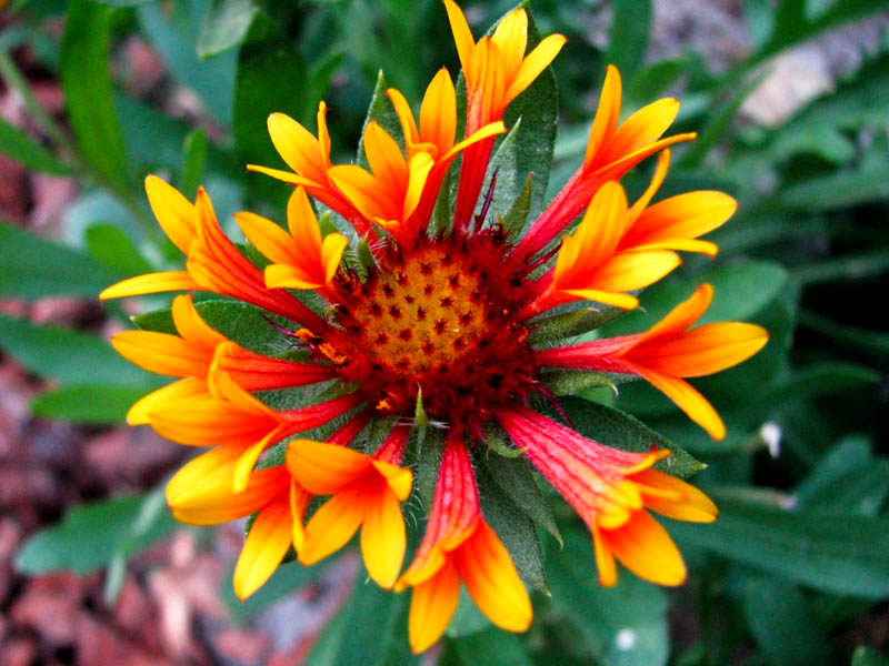 Превью изображения