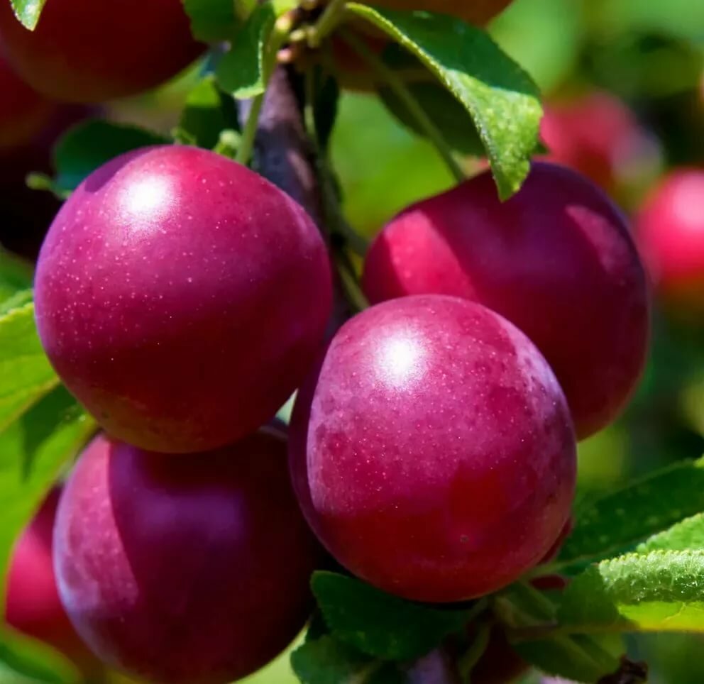 Превью изображения