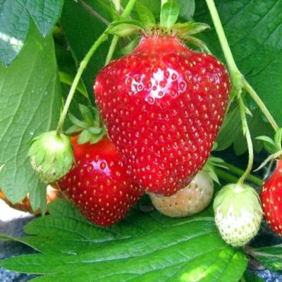 Превью изображения
