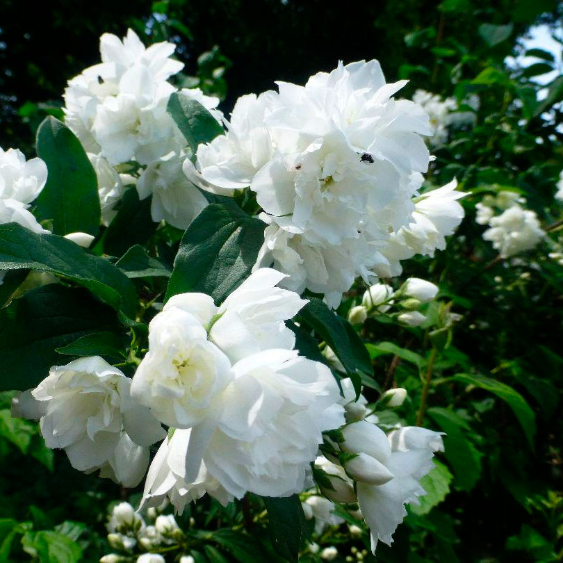 Превью изображения