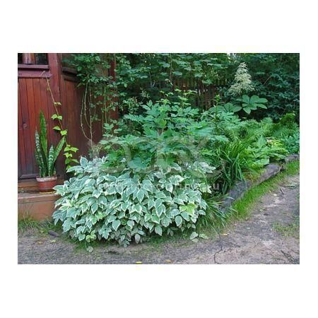 Превью изображения