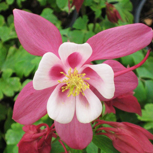 Превью изображения