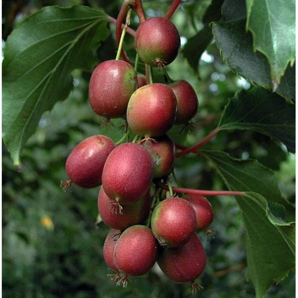 Превью изображения