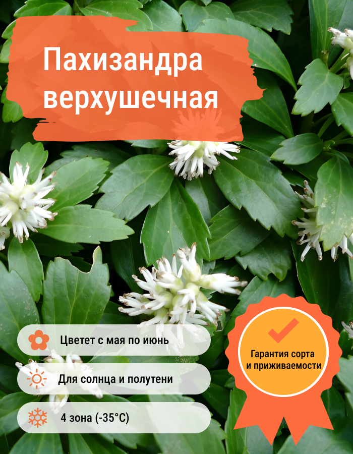 Превью изображения