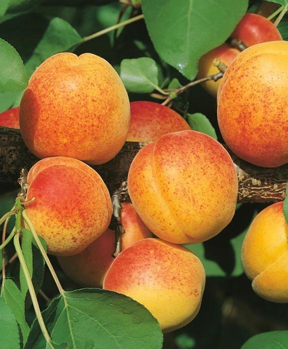 Превью изображения