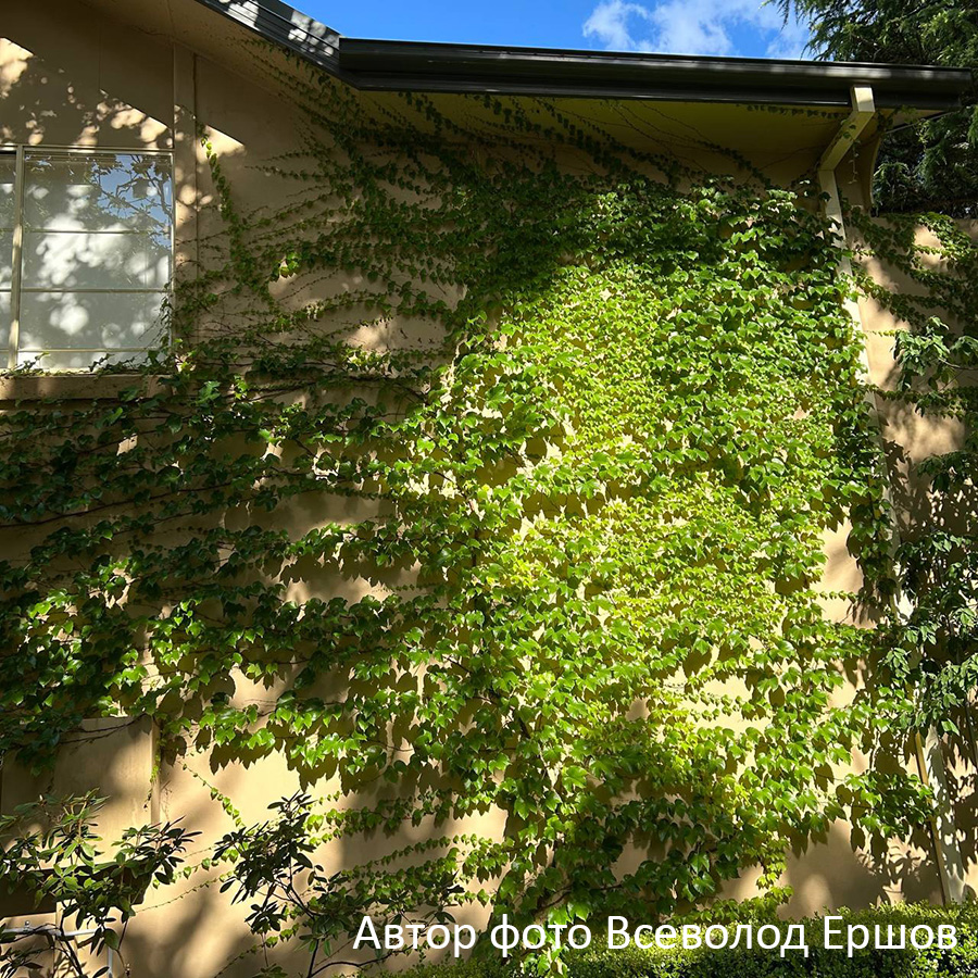 Превью изображения