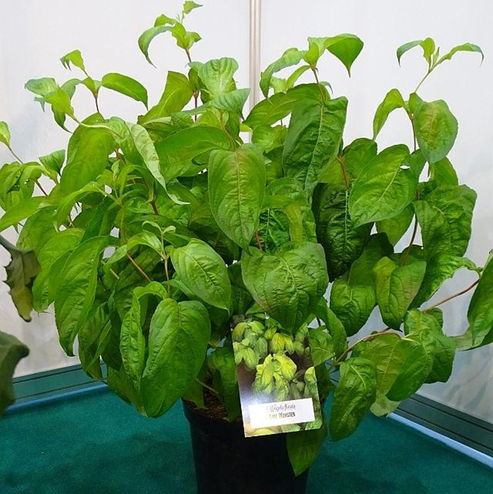 Превью изображения