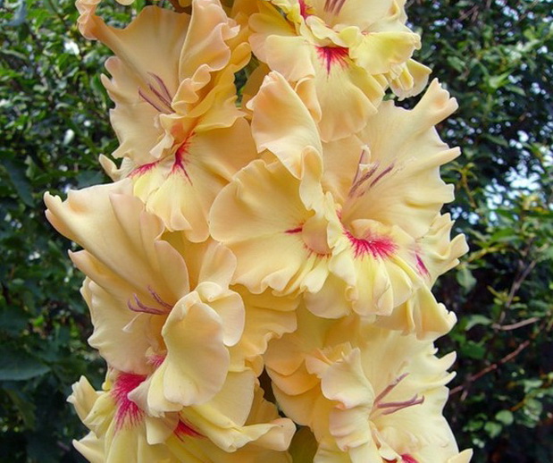 Превью изображения