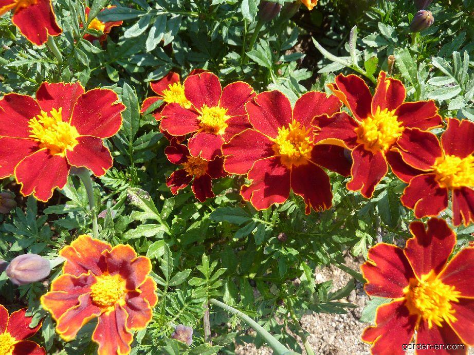 Превью изображения