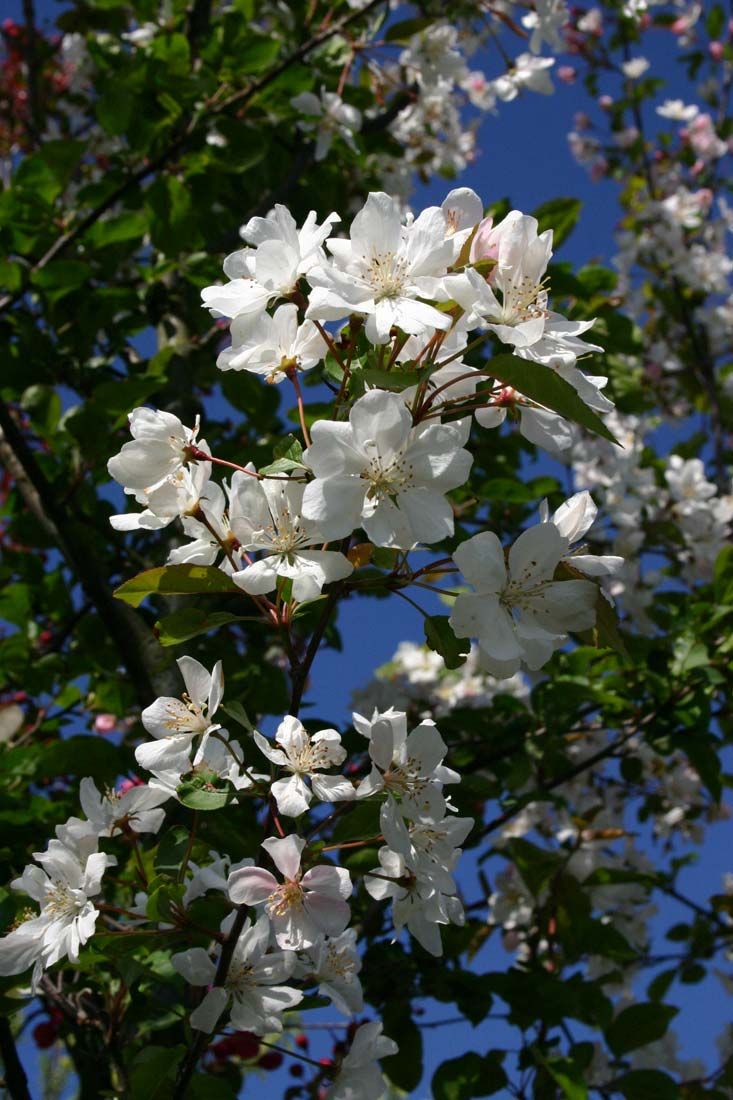 Превью изображения