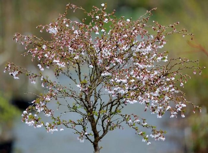 Превью изображения