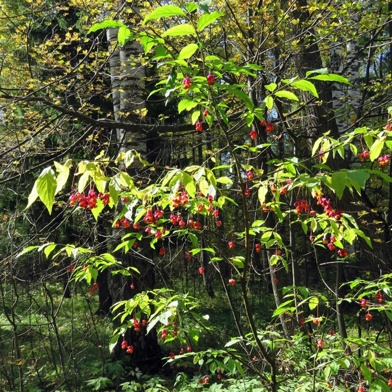 Превью изображения