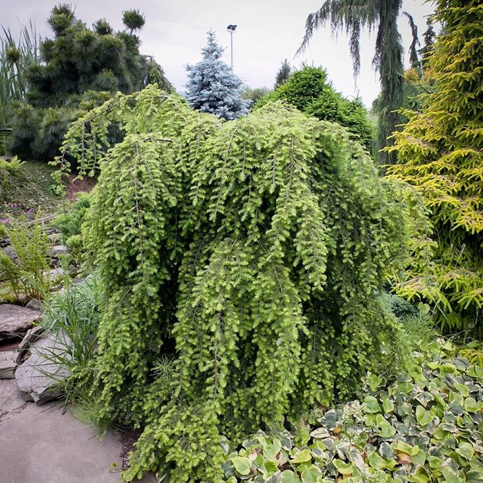 Превью изображения