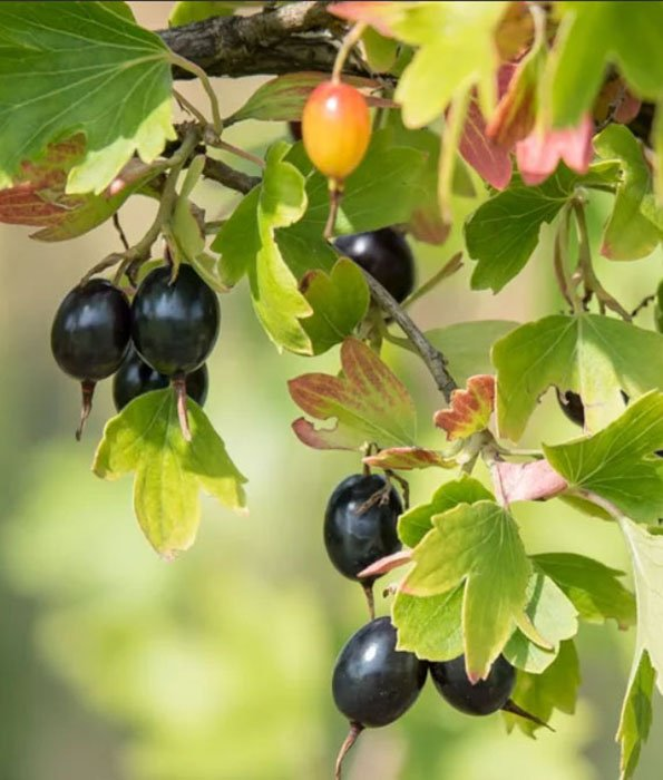 Превью изображения