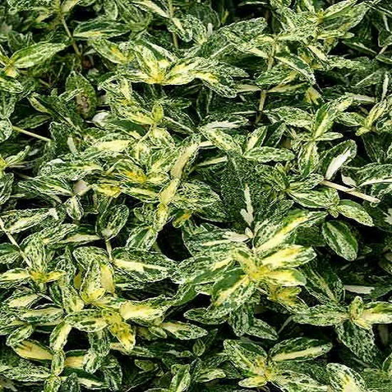 Превью изображения