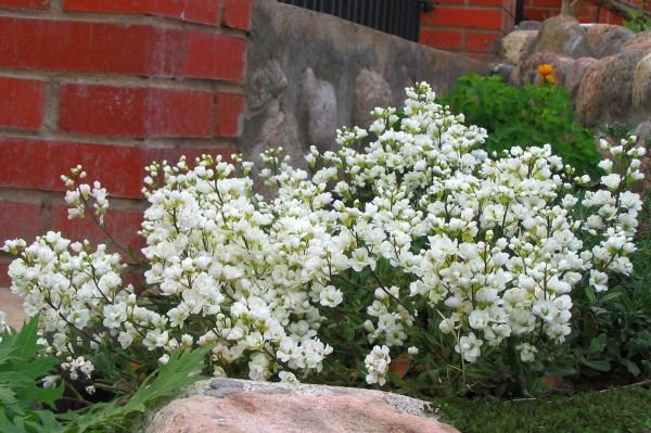 Превью изображения