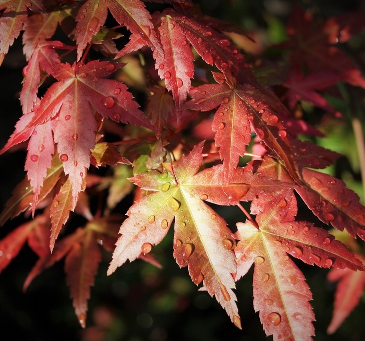 Превью изображения