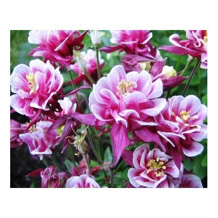 Превью изображения