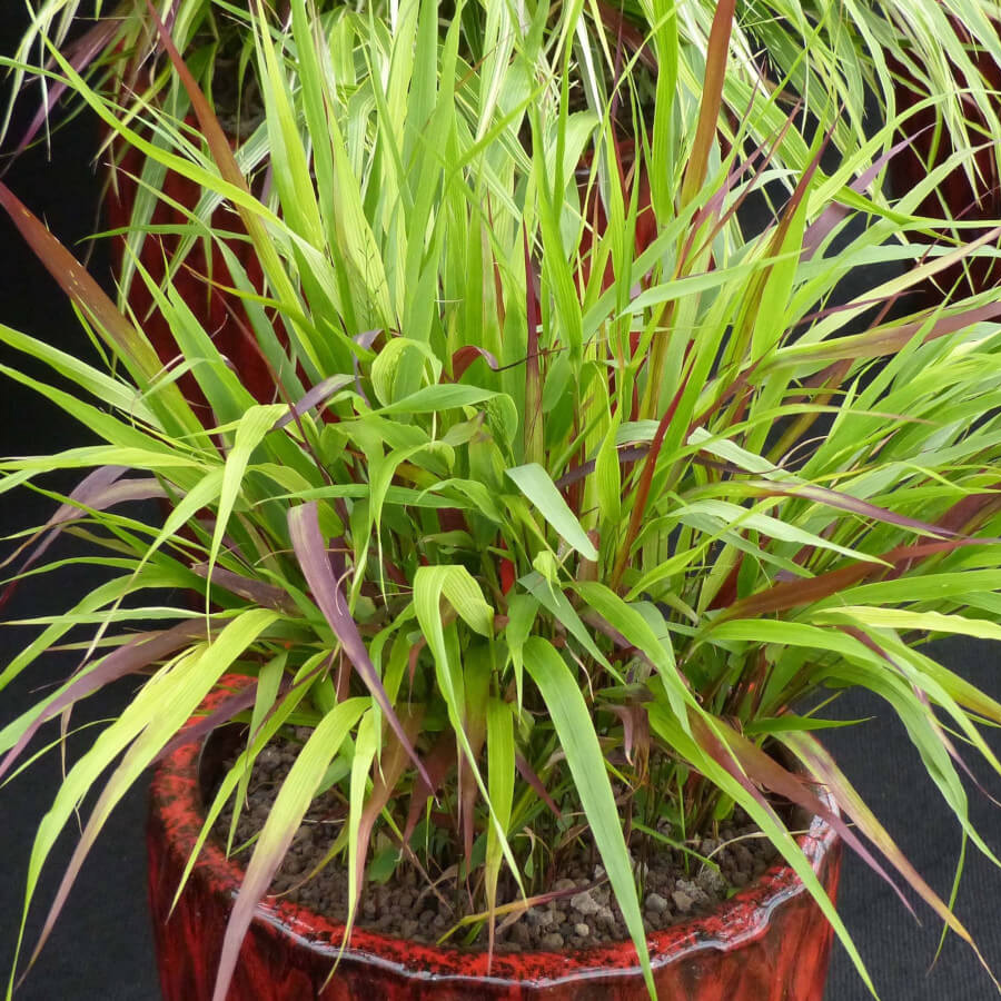 Превью изображения