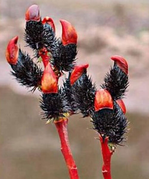 Превью изображения