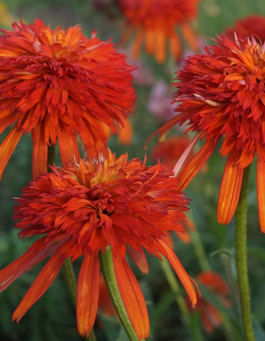 Превью изображения